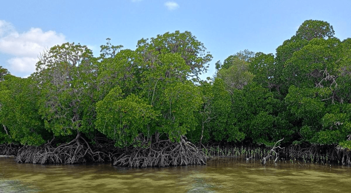 Safari Blu a Mida Creek