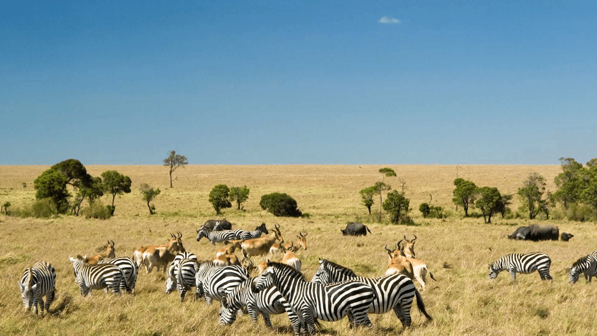 Maasai Mara & Amboseli & Tsavo Est