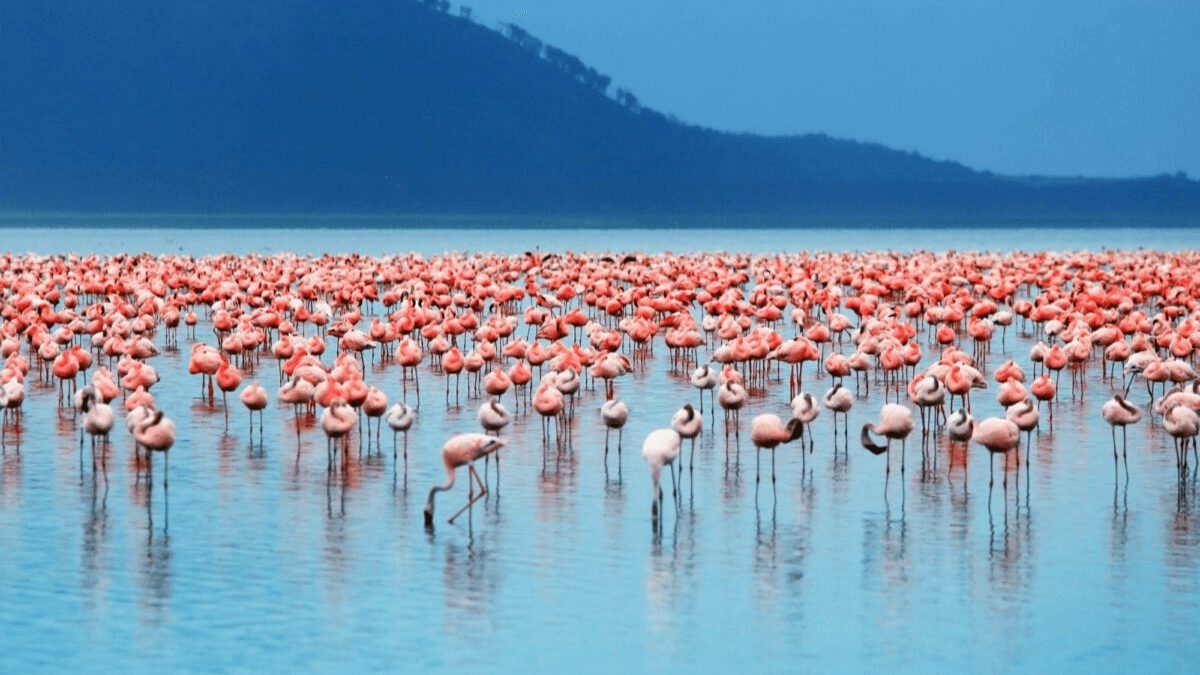 Maasai Mara & Lago Nakuru