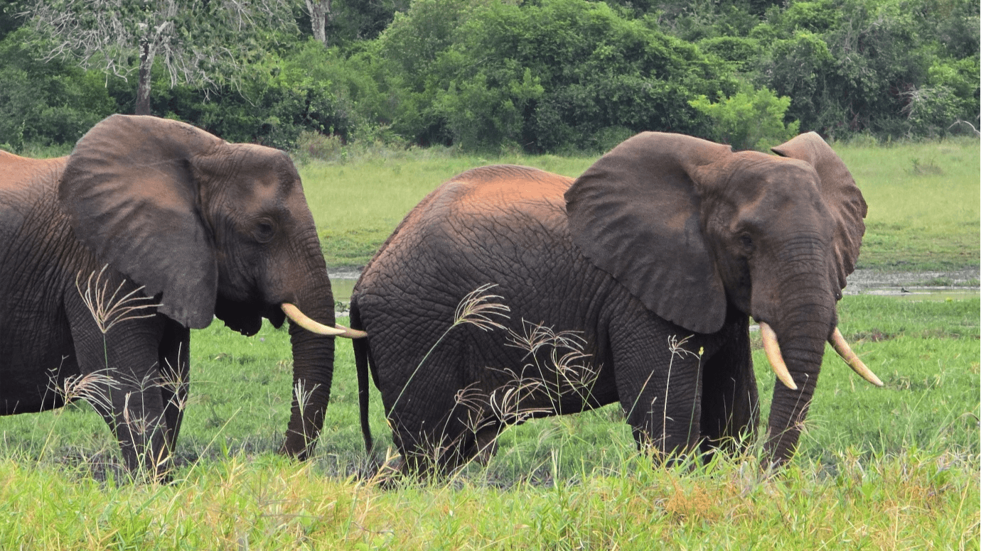 Parco Arabuko Sokoke