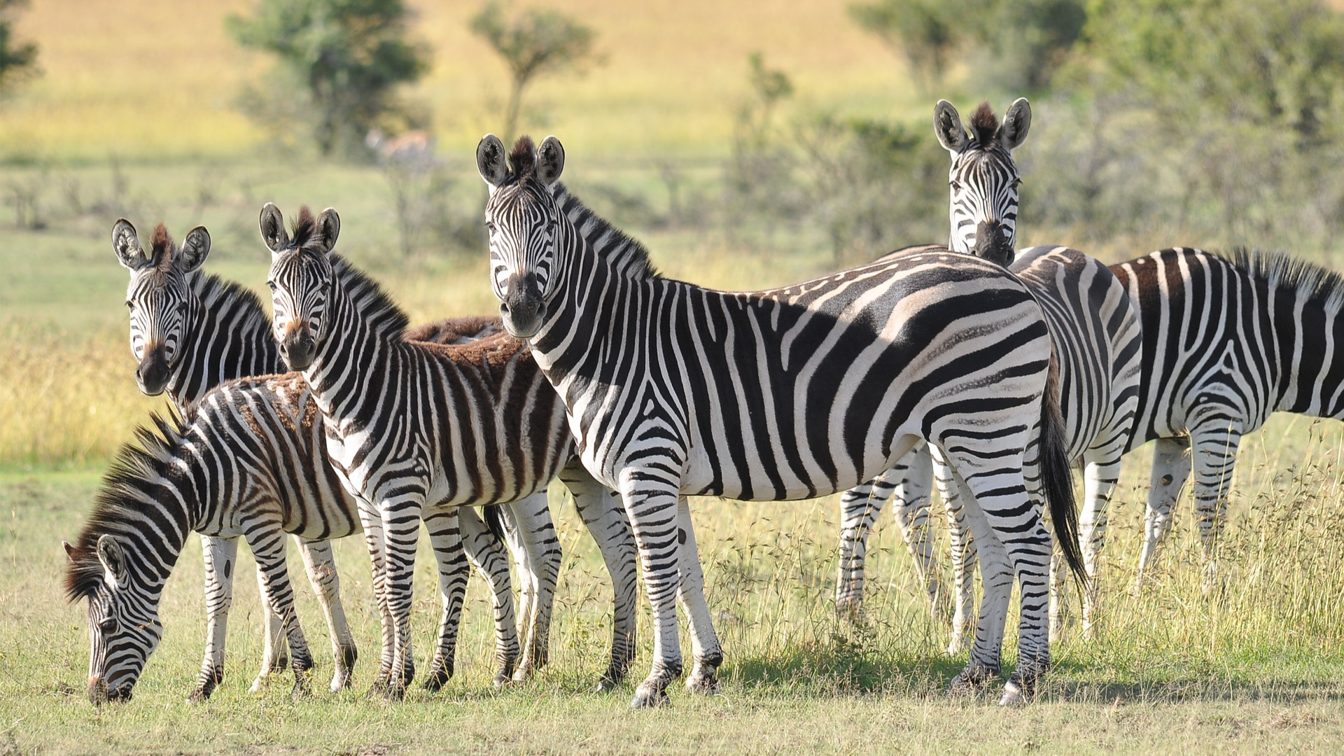 Maasai Mara