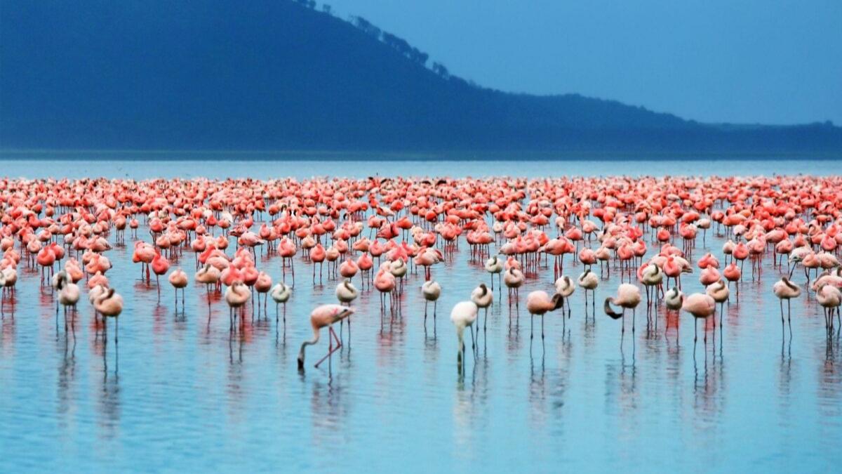 Maasai Mara & Lago Nakuru