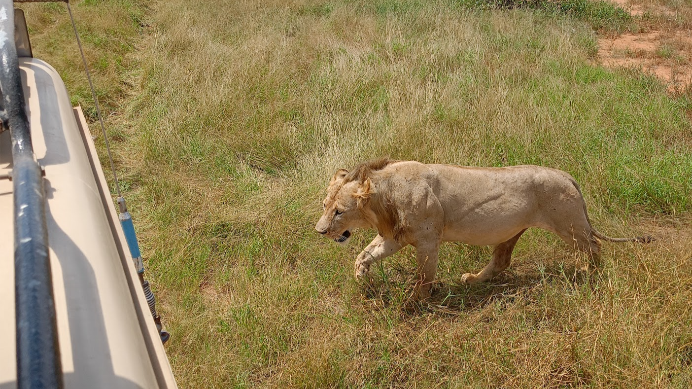 Safari Tsavo Est